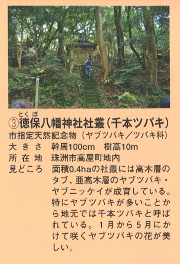 石川の巨樹紹介- 石川県巨樹の会